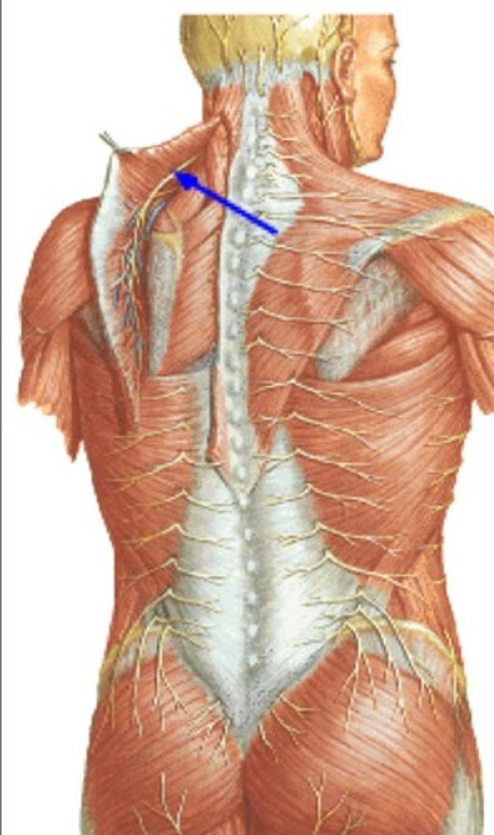 <p>-back</p>
