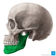 <p>Co je tohle za kost lebky?</p>