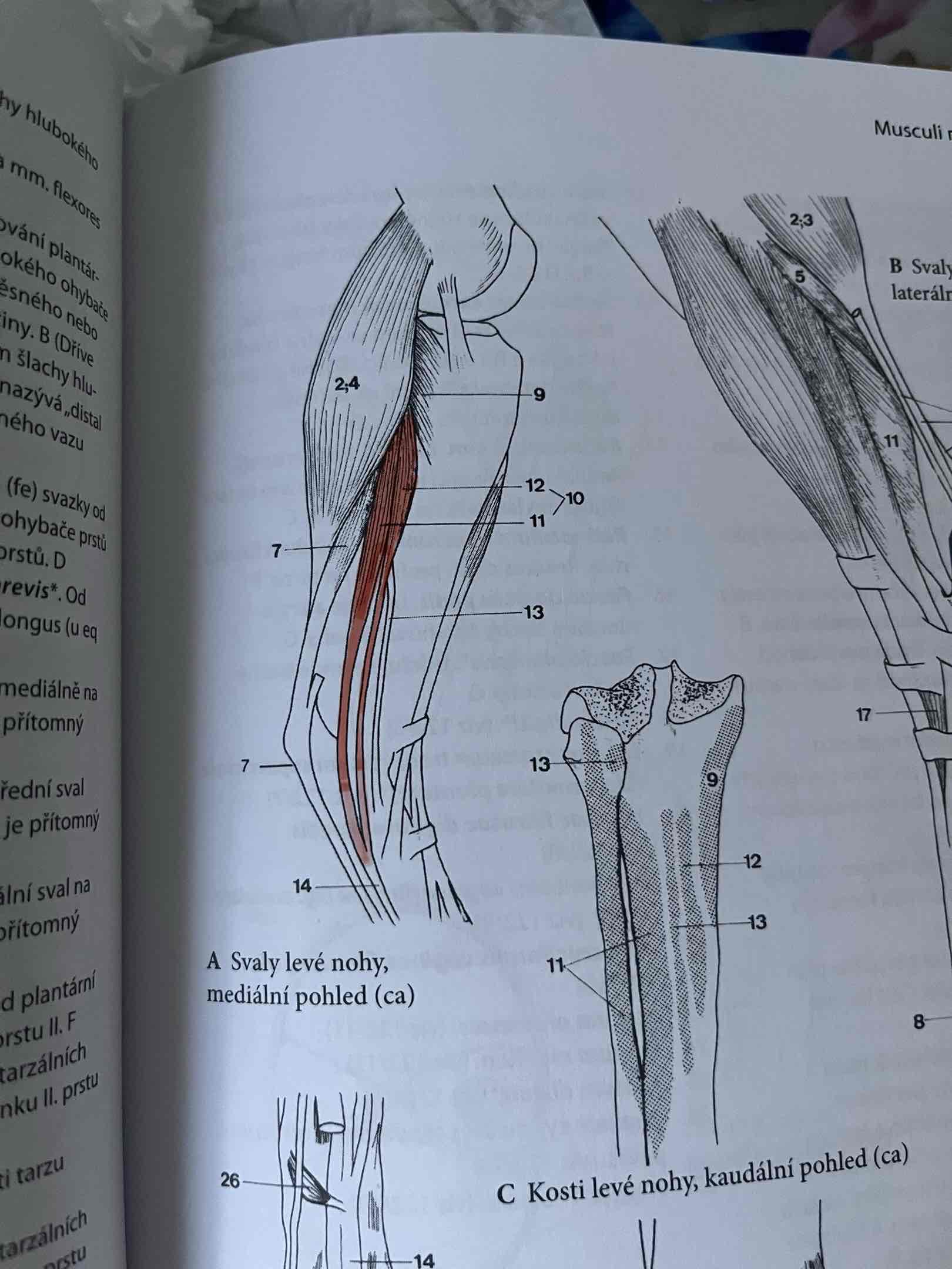 <p>skládá se ze 3 svalů:</p><p>m. flexor digitorum lateralis</p><p>m. tibialis caudalis</p><p>m. flexor digitorum medialis</p><p></p><p>u Fe jen z 2:</p><p>m. flexor digitorum lateralis</p><p>m. flexor digitorum medialis</p><p>fce: extenze v articulationes tarsi, flexe v kloubech prstů</p><p></p><p> č.10</p>