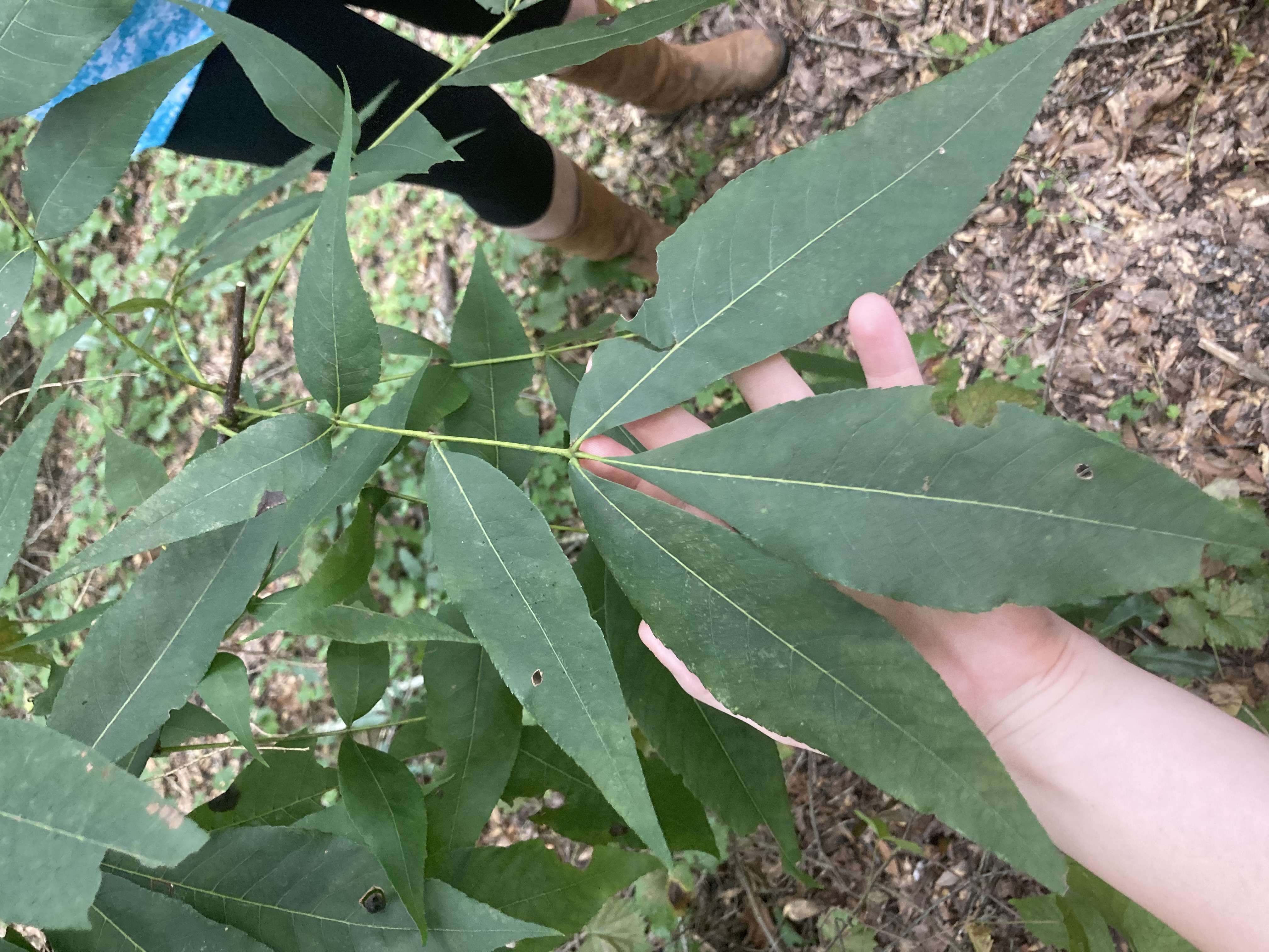 <p>What is this plant?</p>