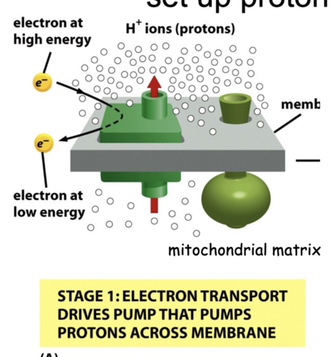 <p>ETC pumps H⁺ out of mitochondrial matrix</p><p>**potential energy in electron carriers (NADH and FADH2s from TCA cycle) used to pump protons out**</p>