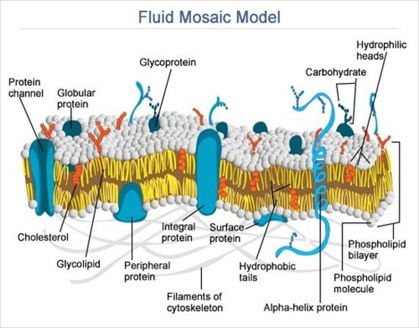 <p>How do proteins behave in the fluid mosaic model?</p>
