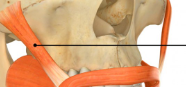 <p>origin: zygomatic bone </p><p>insertion: skin and muscles </p><p>function smiling </p>