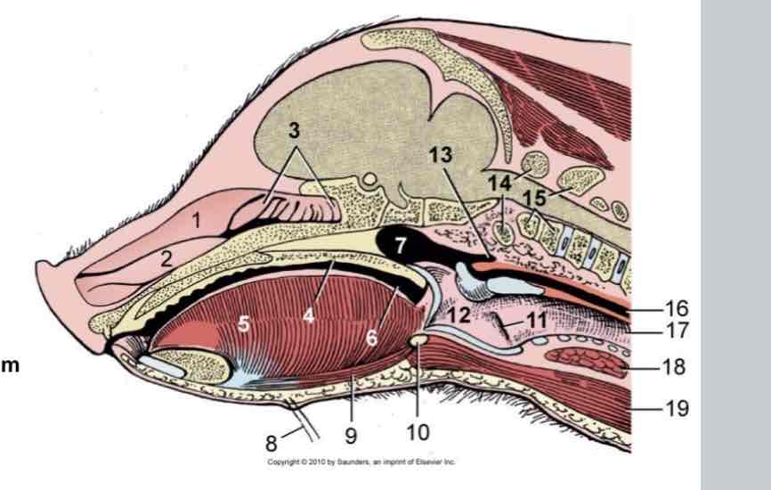 <p> (su) nr 13</p>
