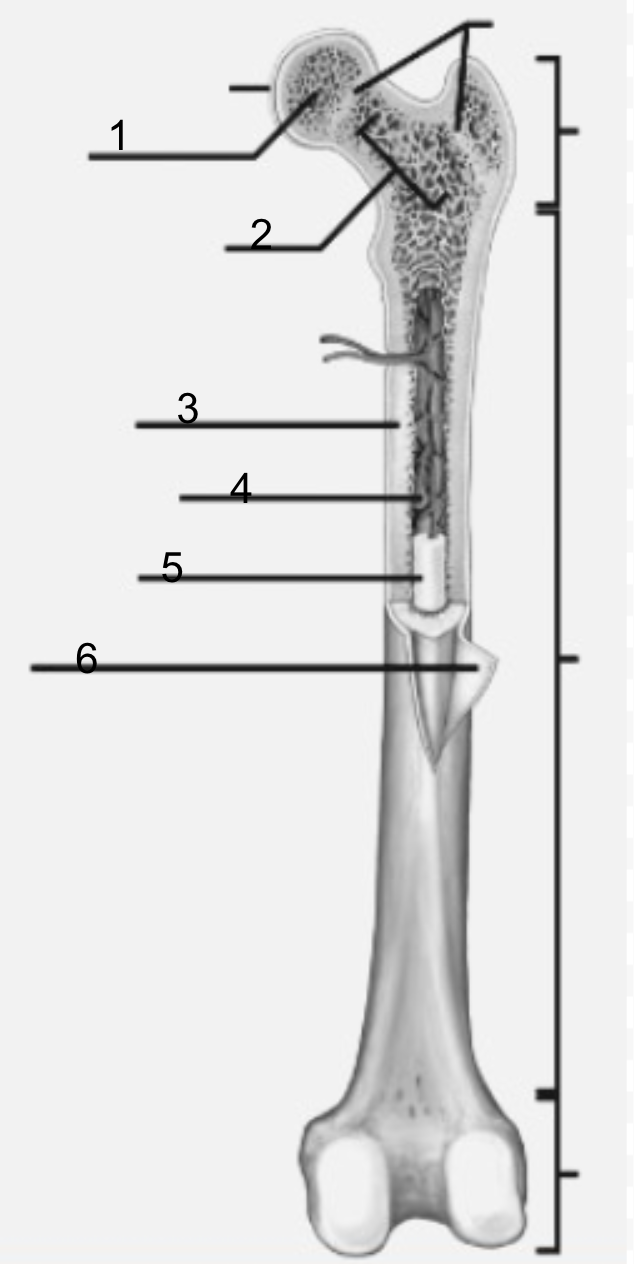 <p>diaphysis</p>
