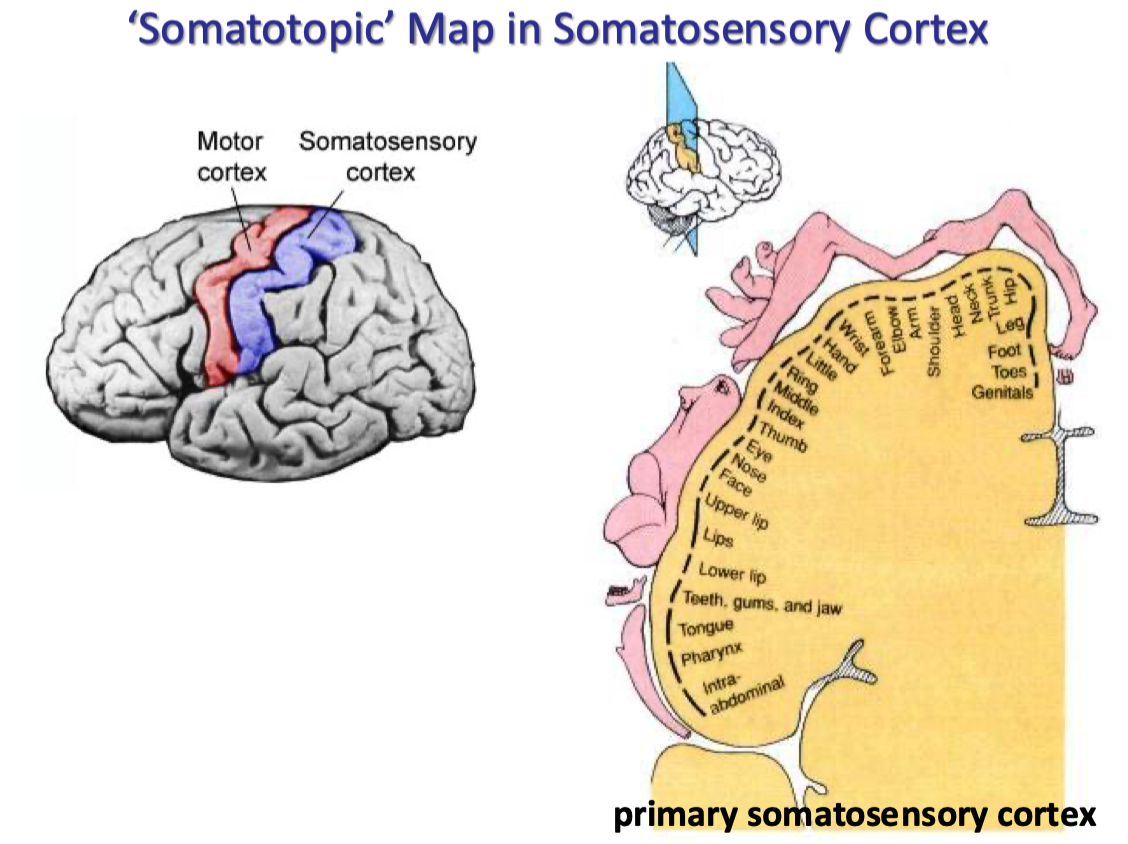 <p>usually used in the somatosensory cortex</p><ul><li><p><span>precise mapping of the body's sensory and motor areas onto specific regions in the brain</span></p></li></ul><p></p>
