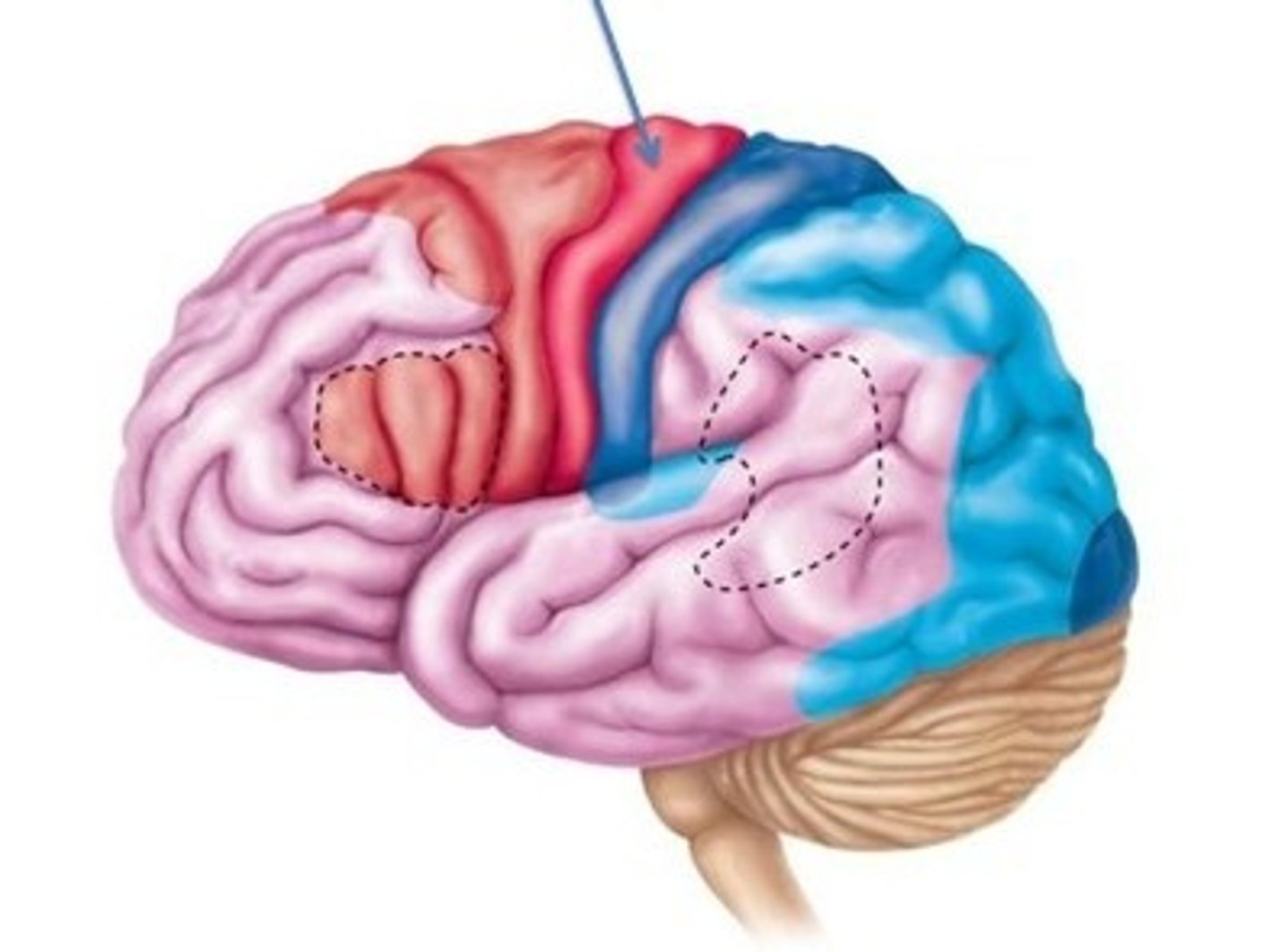 <p>an area at the rear of the frontal lobes that controls voluntary movements</p>
