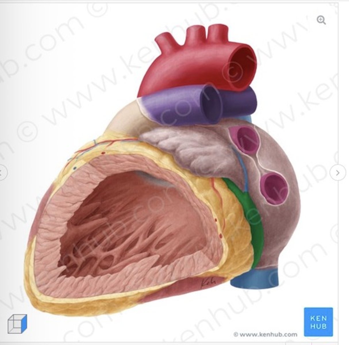 <p>(left ventricle view)</p>