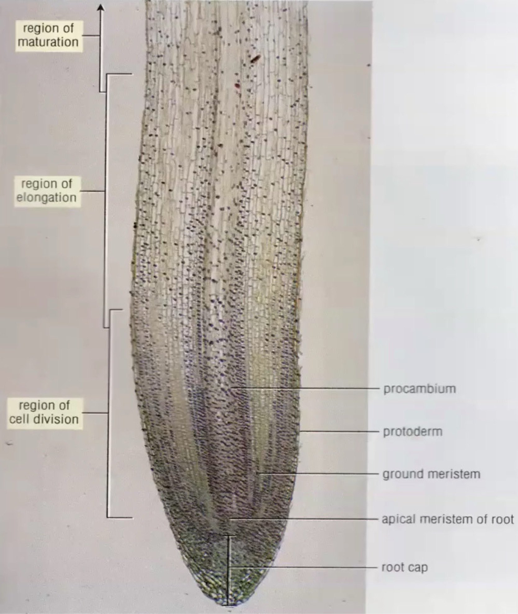 <p>identify the specimen</p>