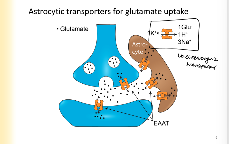 <ul><li><p>glutamate goes from synaptic cleft to surrounding astrocytes to be taken out of the cytoplasm sooner</p></li></ul>