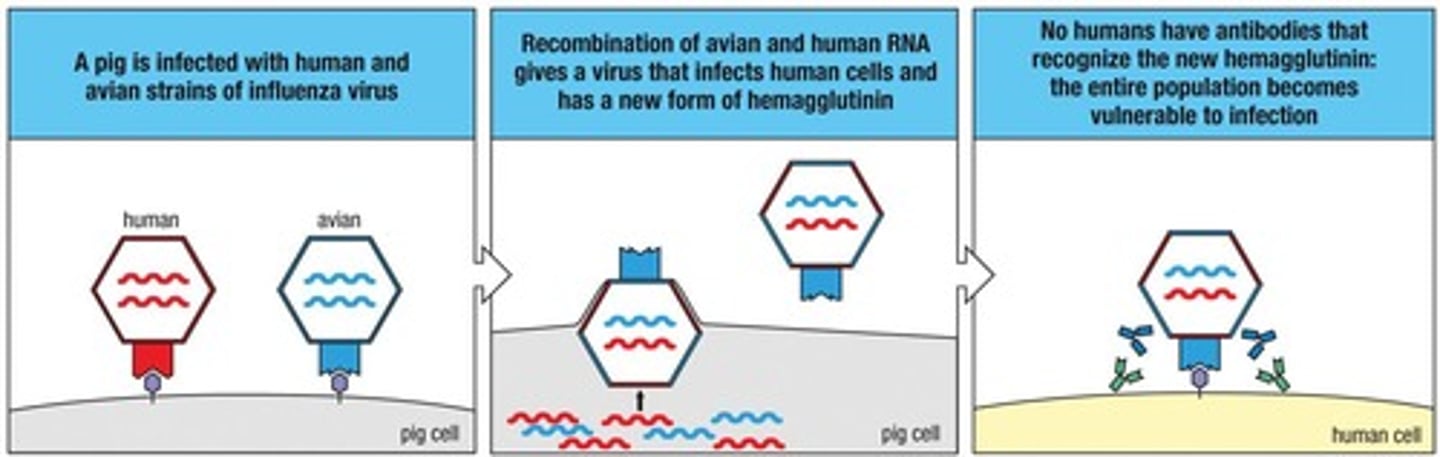 <p>A form of genetic recombination that occurs in RNA viruses with segmented genomes.</p>