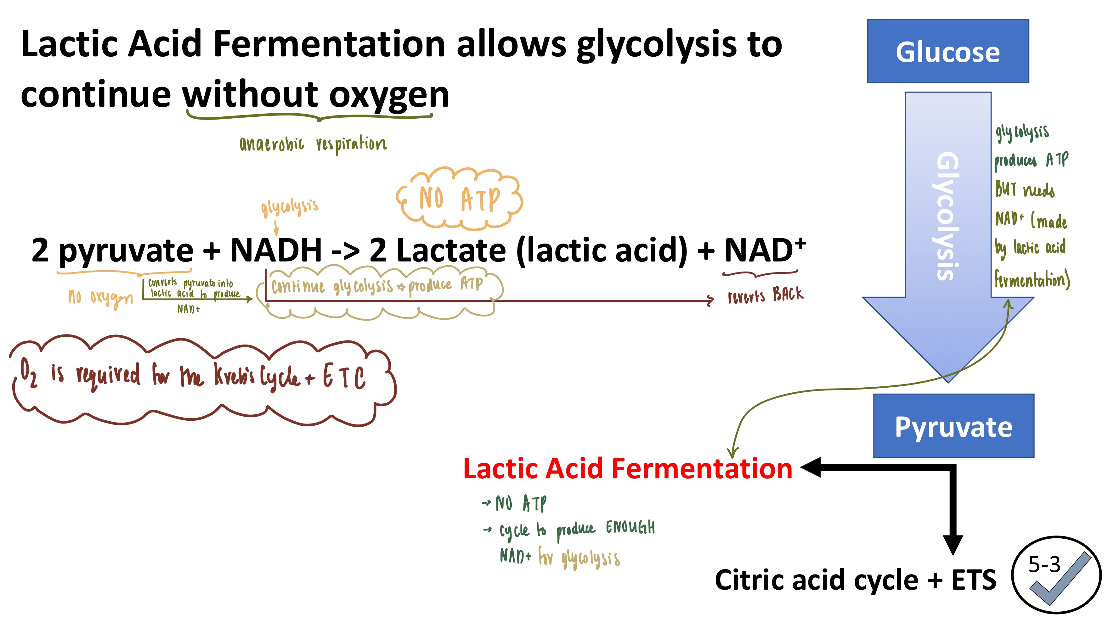 <ul><li><p><strong>Lactic Acid Fermentation</strong>: allows glycolysis to continue WITHOUT O<sub>2  </sub>to CREATE MORE NAD+ </p><ul><li><p><strong>Reactants</strong></p><ol><li><p>Pyruvate</p></li><li><p>NADH</p></li></ol></li><li><p><strong>Products</strong></p><ol><li><p>NAD+ </p></li><li><p>Lactate (lactic acid)</p></li></ol></li><li><p><mark data-color="red" style="background-color: red; color: inherit">NO ATP PRODUCED/USED (</mark><strong><mark data-color="red" style="background-color: red; color: inherit">fermentation is only used to make more NAD+ !!!!</mark></strong><mark data-color="red" style="background-color: red; color: inherit">) </mark></p></li></ul></li><li><p><strong>2 ATP</strong> produced from glycolysis &amp; lactic acid fermentation</p></li></ul><img src="https://knowt-user-attachments.s3.amazonaws.com/55a6898e-e10c-4f5b-926c-ff1b055b7140.png" data-width="100%" data-align="center" alt=""><p></p>