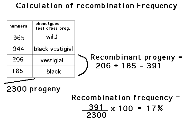 <p>nonparental phenotype total/total, gives you the space between two genes on a chromosome</p>