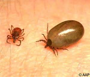 <p><span>two organisms where one benefits at the expense of the other, usually harming the host in some way. The organism benefitting is called the parasite, and the organism that is harmed is called the host.</span></p>