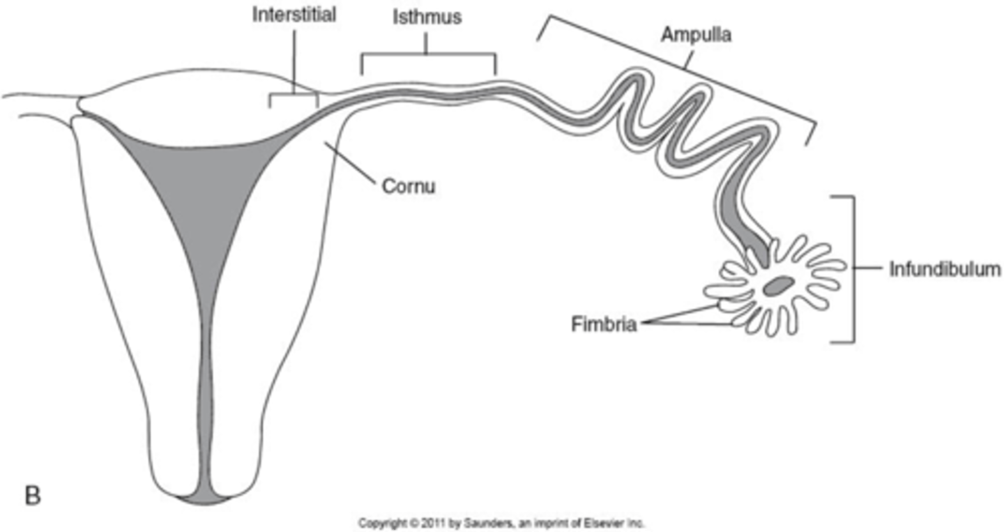 <p>What are the 4 segments of the fallopian tubes?</p>