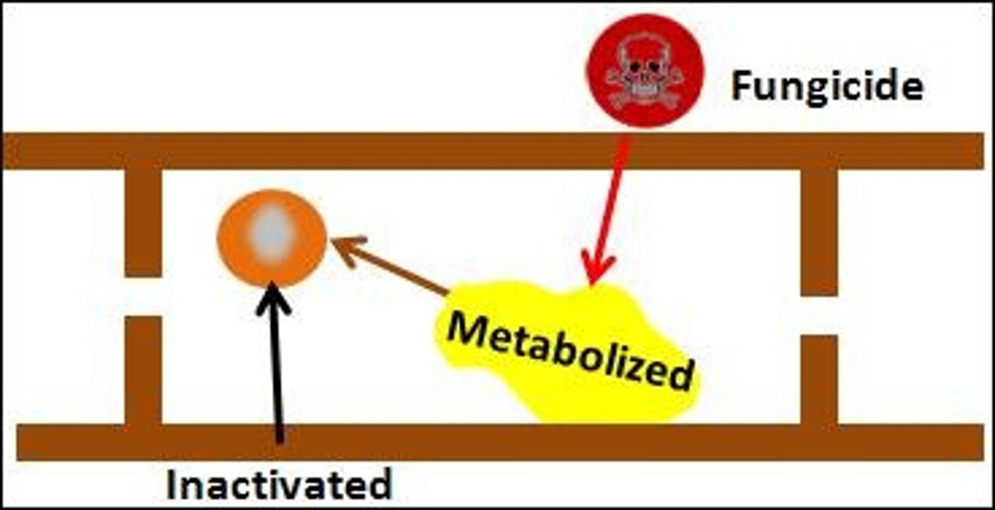 <p>A mechanism where a fungus degrades a fungicide quickly, inactivating it before it reaches its site of action.</p>