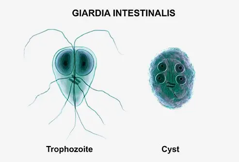 <p><em>Giardia lamblia&nbsp;“beaver fever”</em></p>