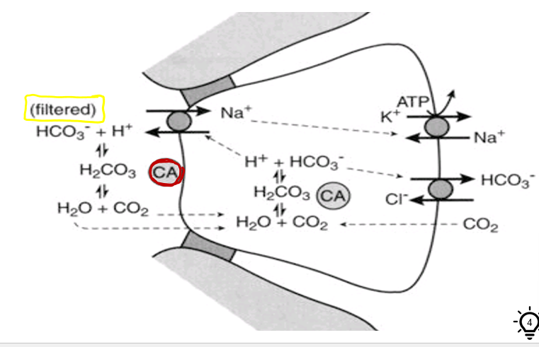 <ul><li><p>through indirect reabsorption of bicarbonate</p></li><li><p>CA = carbonic anhydrase</p></li></ul><p></p>
