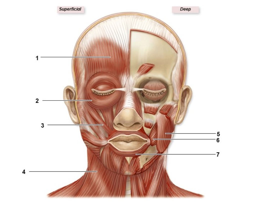 <p>What muscle is #3?</p>