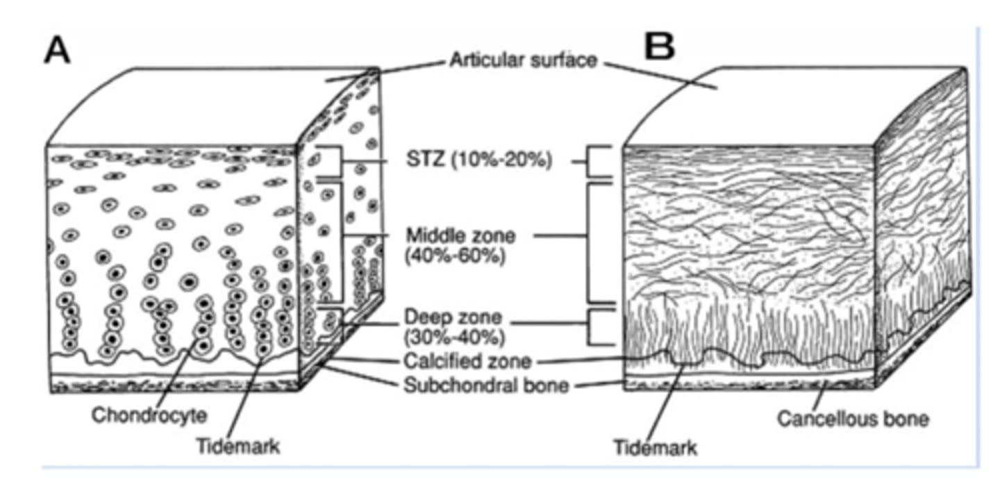 <p>Synovial fluid</p>