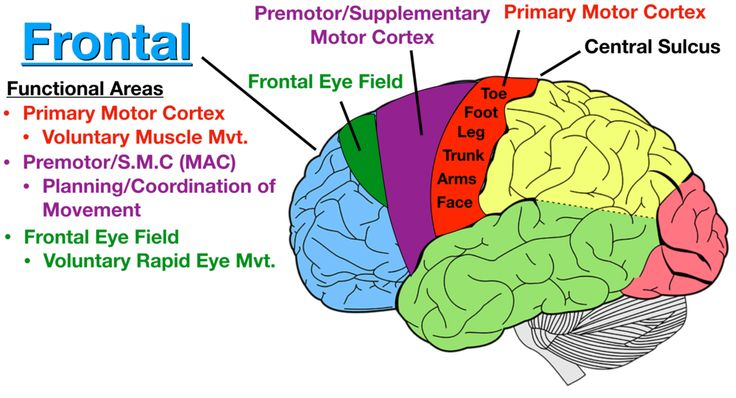 <p>frontal eye field</p>
