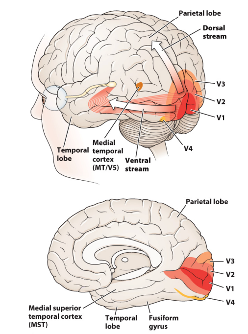 <ul><li><p>ventral stream: “what” pathway that focuses on object recognition</p></li><li><p>dorsal stream: “where” pathway that focuses on spatial location and action</p></li></ul><p></p>