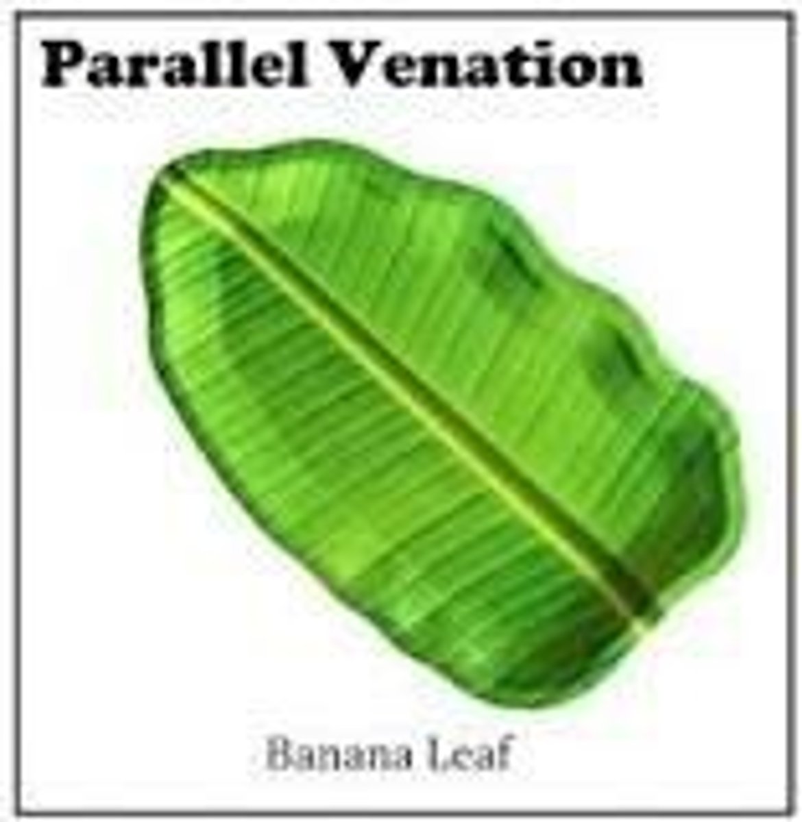 <p>Veins run parallel to each other, characteristic of monocots.</p>