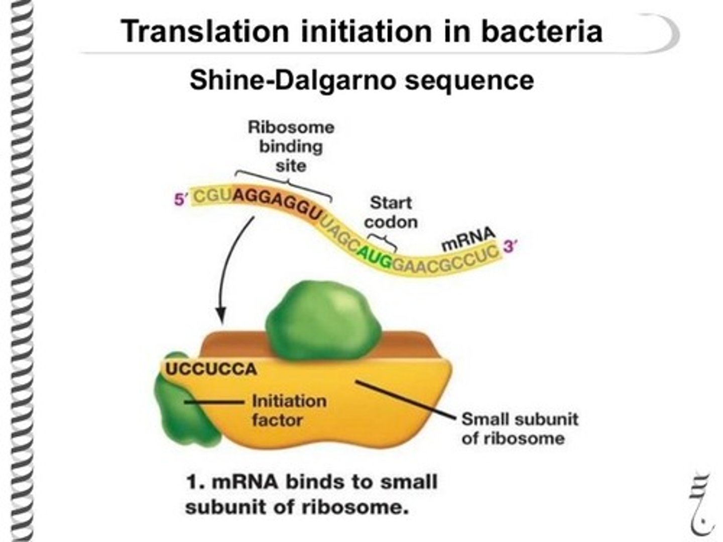 <p>(A) Shine-Dalgarno Sequence</p><p>The Shine Dalgarno-sequence is in the 5' untranslated region of the RNA, and is where the small Ribosomal Subunit first binds.</p>