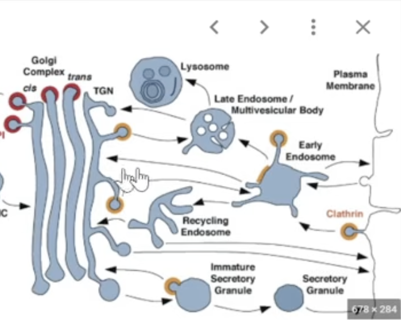 <p><span>another coat protein — but  handles </span><strong>endocytosis</strong><span> and </span><strong>trafficking from the Golgi to lysosomes or the membrane</strong></p><ul><li><p>moves between the gogli and the plasma membrane </p></li><li><p>destination: <span>Lysosome (via endosomes) or inside cell</span></p></li><li><p><span>key function: handles </span><strong>endocytosis</strong><span> and </span><strong>Golgi sorting</strong></p></li></ul><p></p>