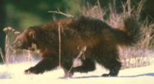 <p>Wolverine </p>