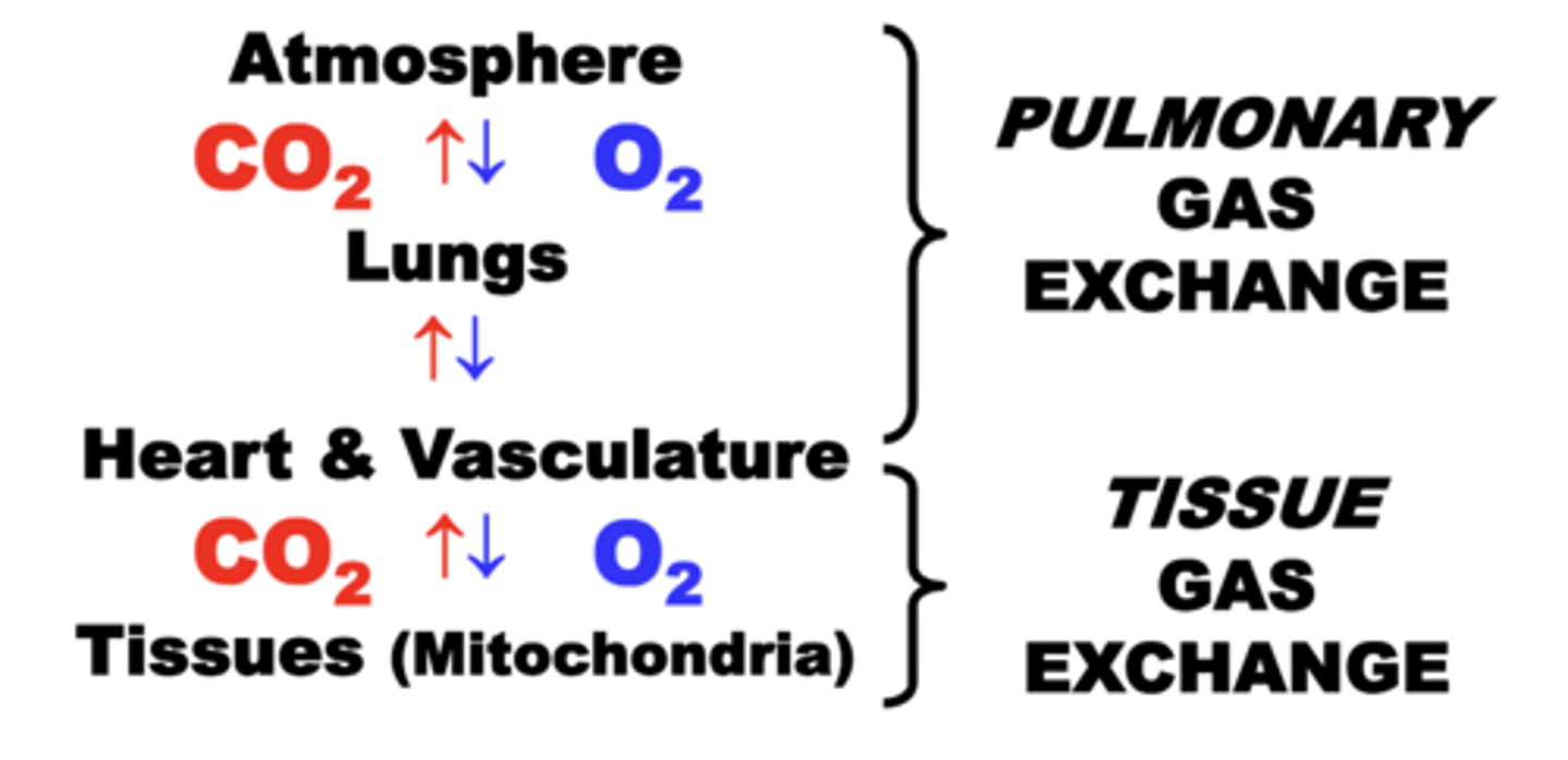 <p>Movement of O2 and CO2 between heart &amp; vasculature, and tissues.</p>