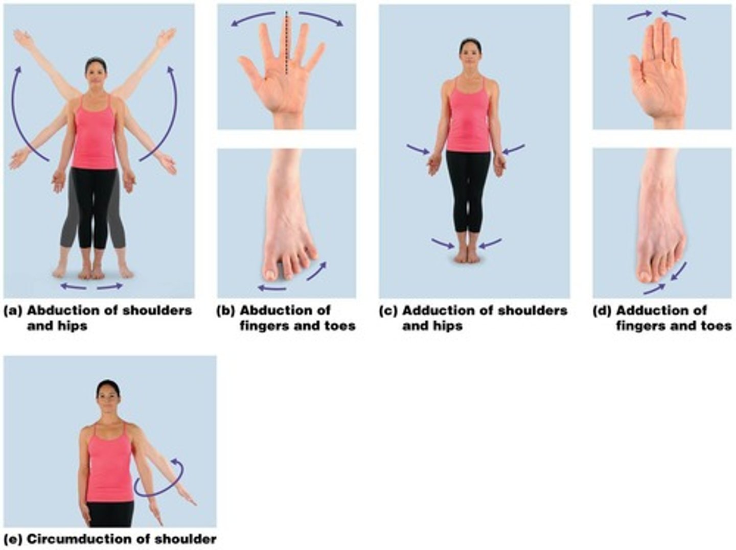 <p>Lateral movement of a body part away from the midline.</p>