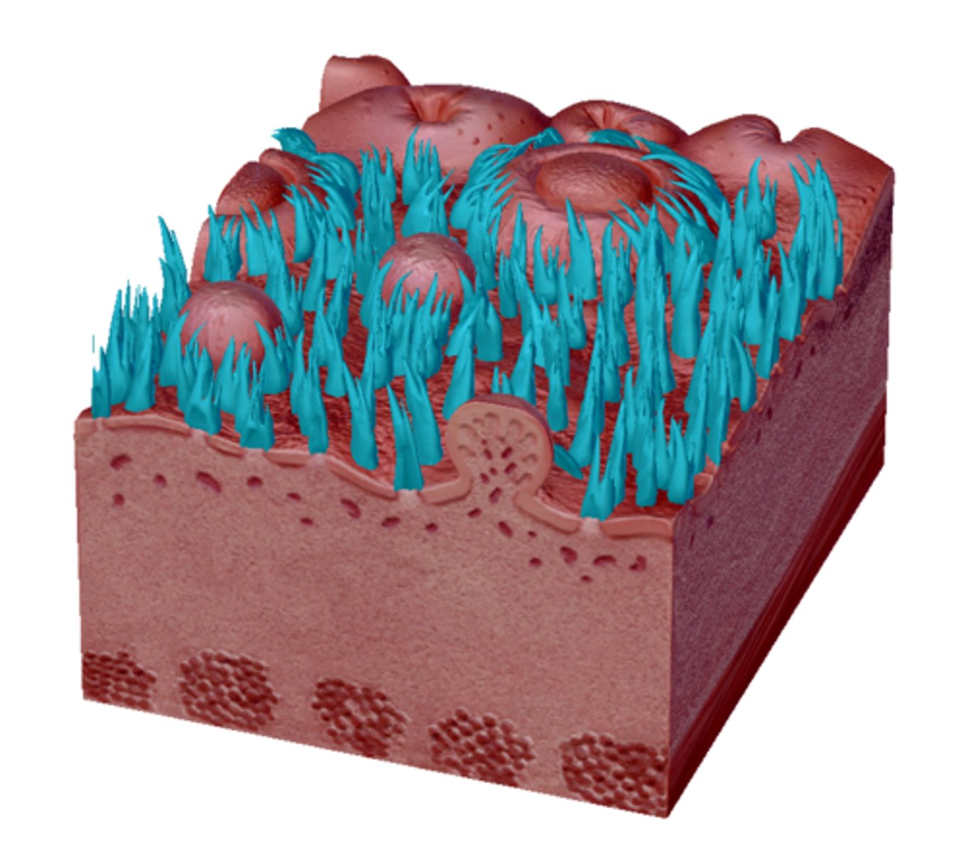 knowt flashcard image