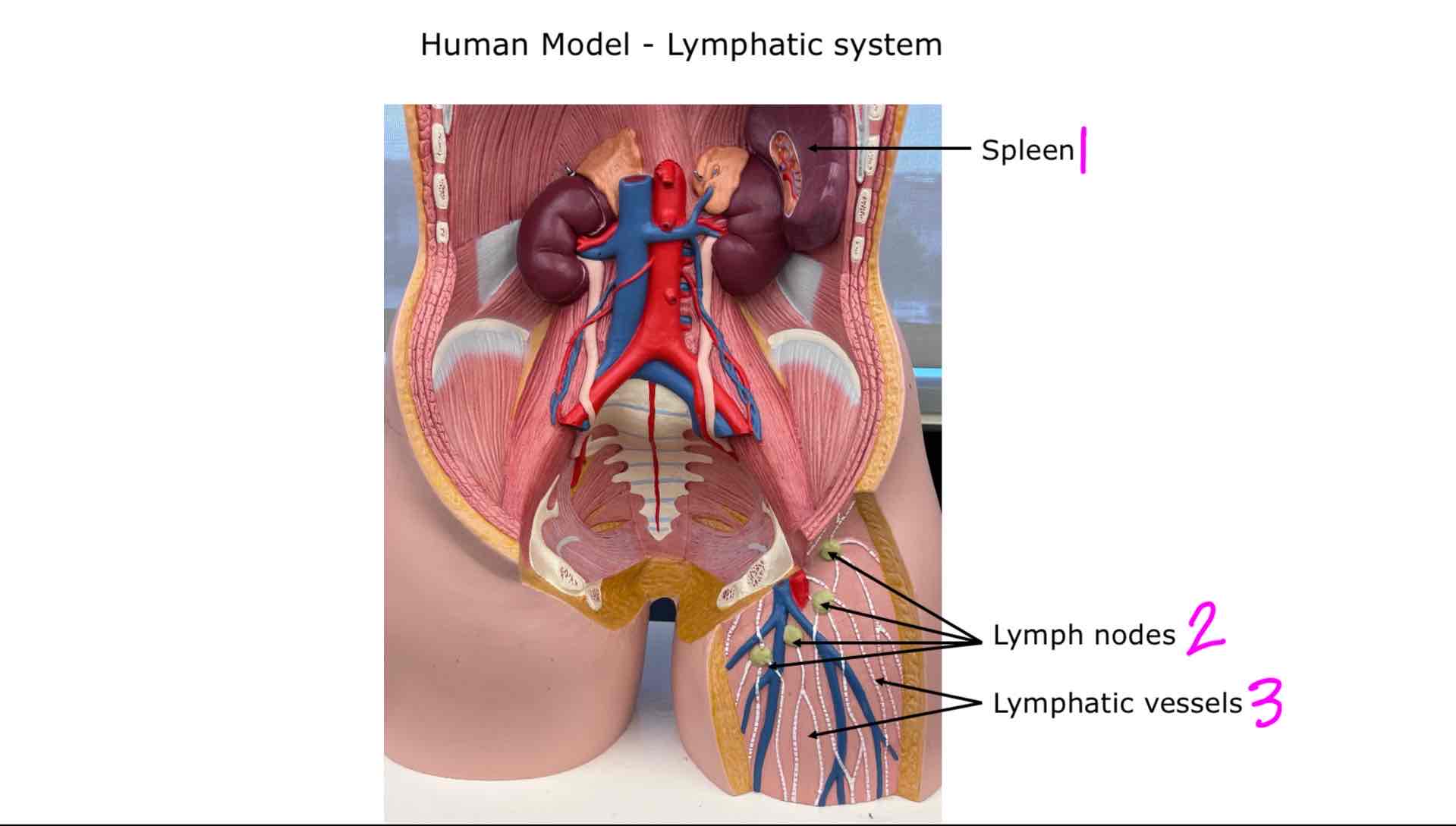 <ol><li><p>Spleen</p></li><li><p>Lymph nodes</p></li><li><p>Lymphatic vessels</p></li></ol>