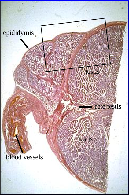 <p>Cross-section of the canine testis (right) and epididymis (top, left), H-E stain.</p><p>The section was cut at the level where the head of the epididymis is attached to the testis. </p><p>The structure below the epididymis (lower left) contains the blood supply to the testis and epididymis. </p>