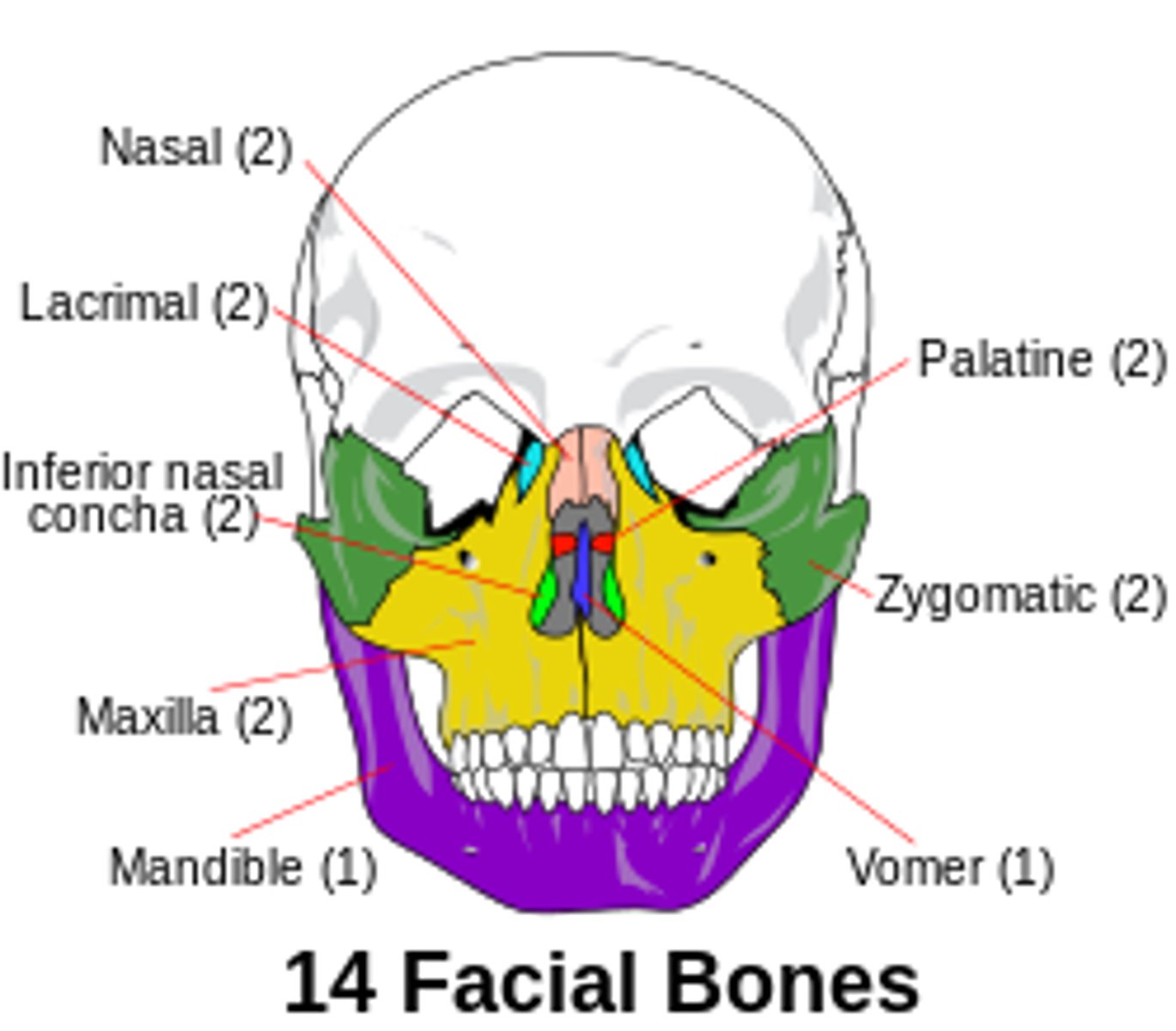 <p>Vomer, Conchae, Nasal, Mandible, Maxillae, Palantine, Zygomatic, Lacrimal</p><p>Virgins Can Not Make My Pet Zebra Laugh</p>