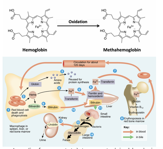 <p><span data-name="rotating_light" data-type="emoji">🚨</span> <strong>Methemoglobinemia</strong> (Abnormal Hemoglobin Condition)</p><p></p>