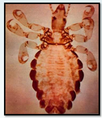 <p>Sucking louse-pig </p>