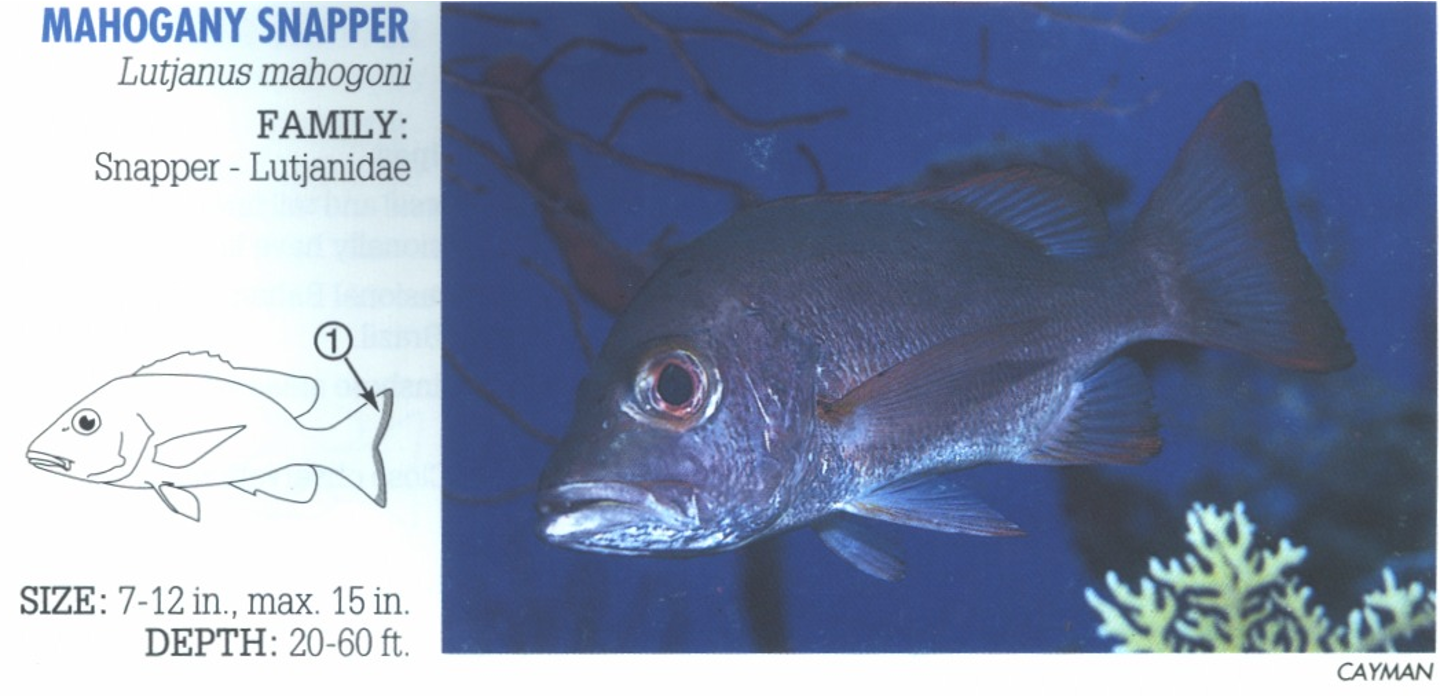 <p><span>1. Reddish margin on tail (may be quite narrow and pale).</span></p>