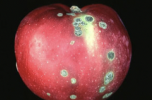 What insect causes this injury?