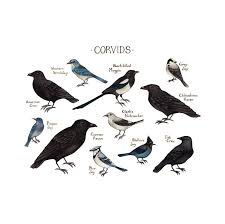 <p>Crows &amp; Jays</p>