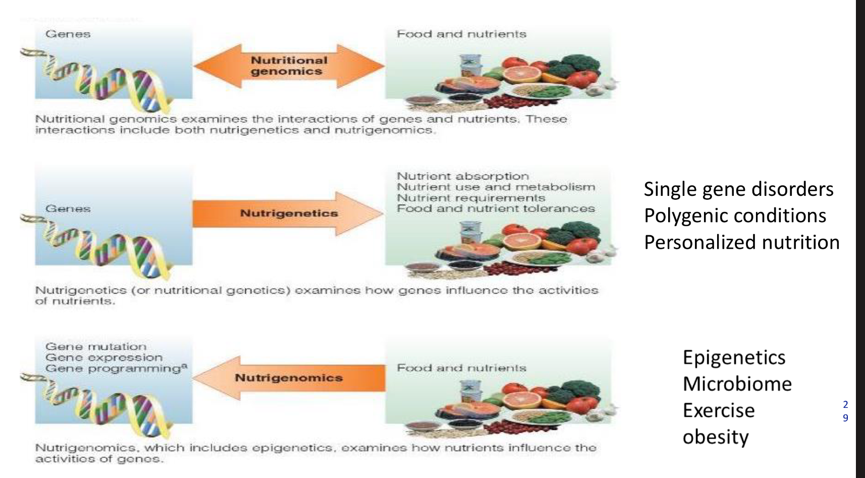 <p>Nutrigenomics, which includes epigenetics, examines how nutrients influence the activities of genos.</p>