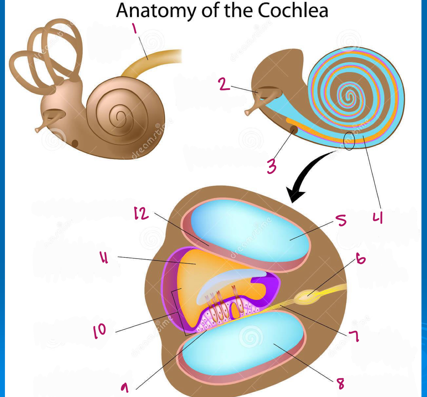 <p>Label figure 1.</p>