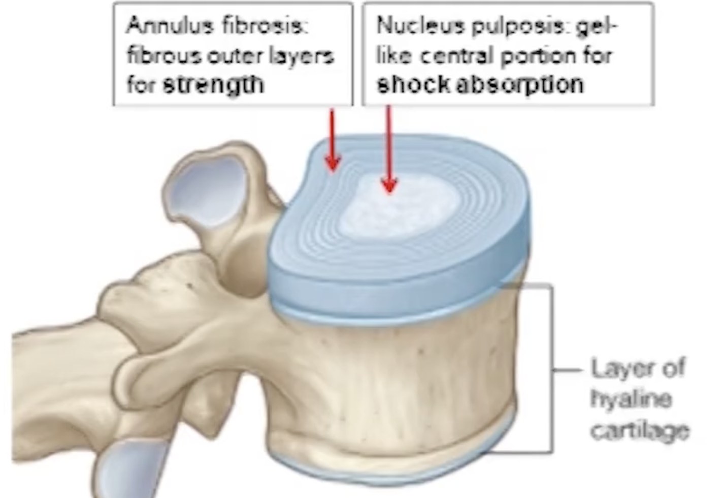 <p>Annulus fibrosis: outside layer for strength </p><p>Nucleus pulposis: inner layer for shock absorption</p>