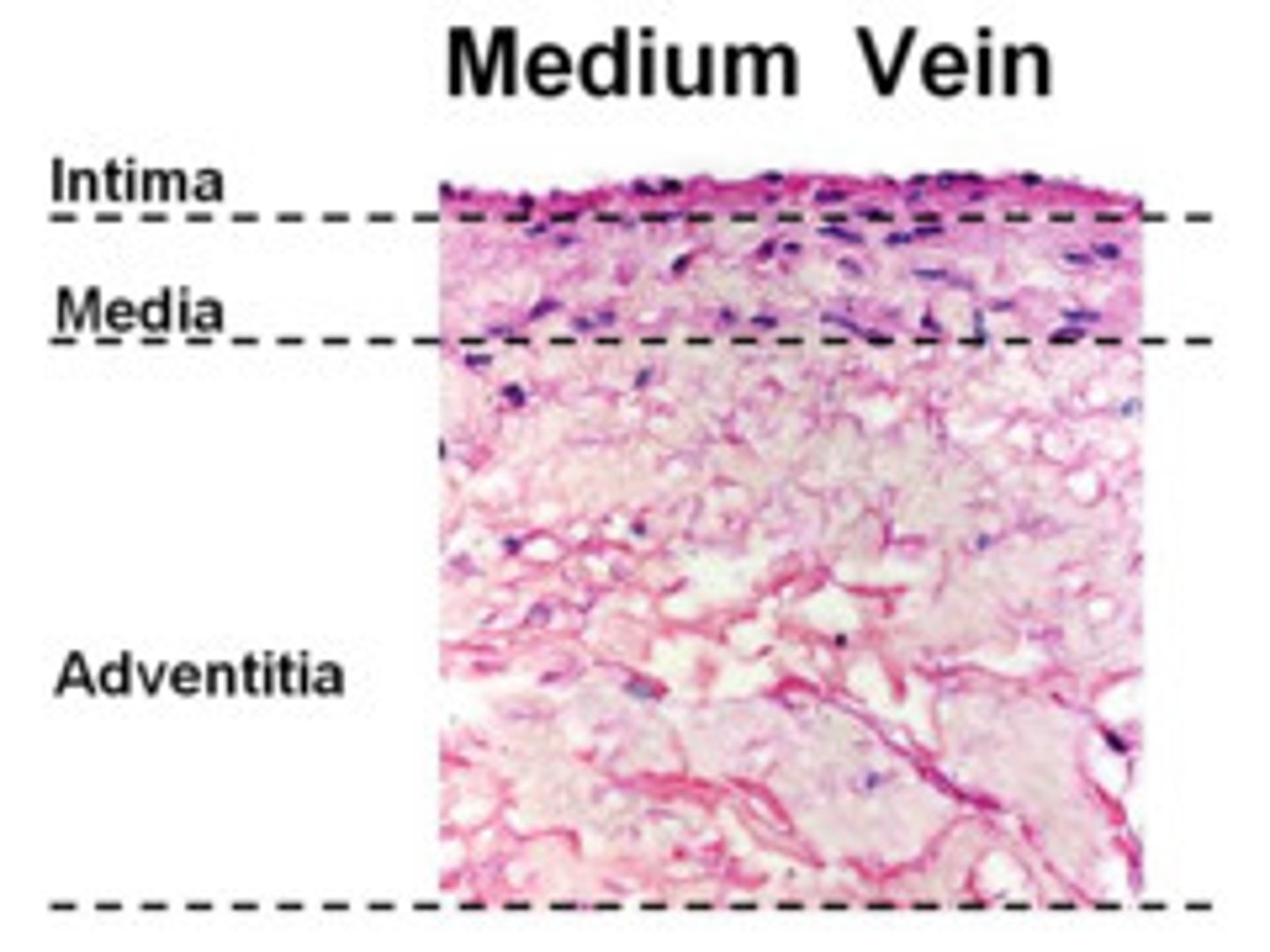 <p>"Adventitia "</p>