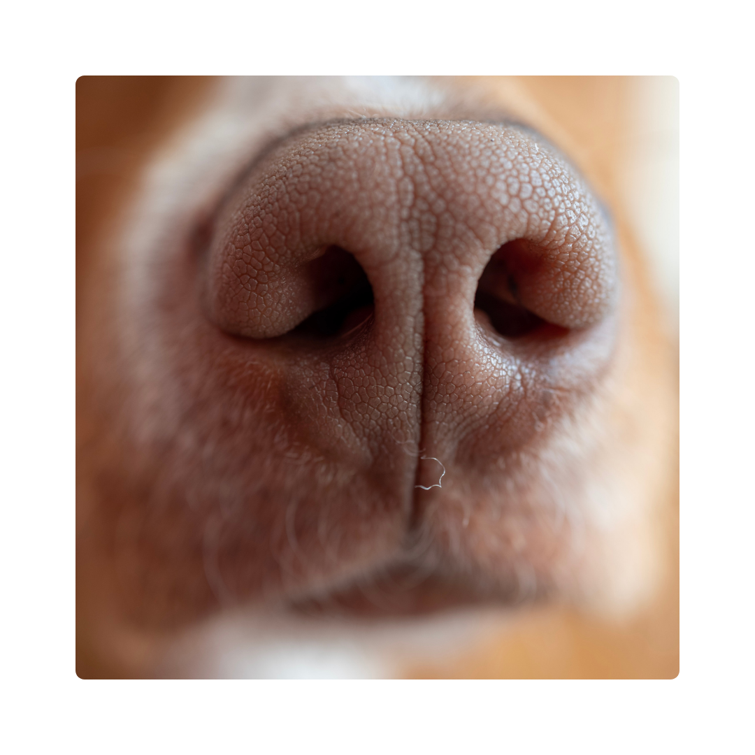 <p><span>Dogs have a strong </span><strong>muzzle</strong><span> to smell things.</span></p>