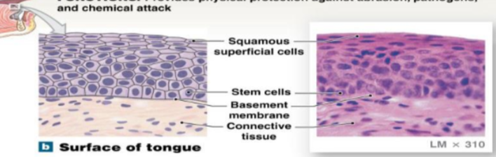 <p>It contains keratin and is a protein that provides strength and waterproofing, acts as a protective barrier for <span><strong><span>underlying tissues from mechanical stress, dehydration, and microbial invasion/infection </span></strong></span></p><p>location: <span><strong><span>epidermis of the skin, oral cavity-surface of tongue, and palms hands and sole of feet</span></strong></span></p>