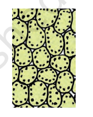 <p>Identify the cells, describe their shape, where are they present?</p>