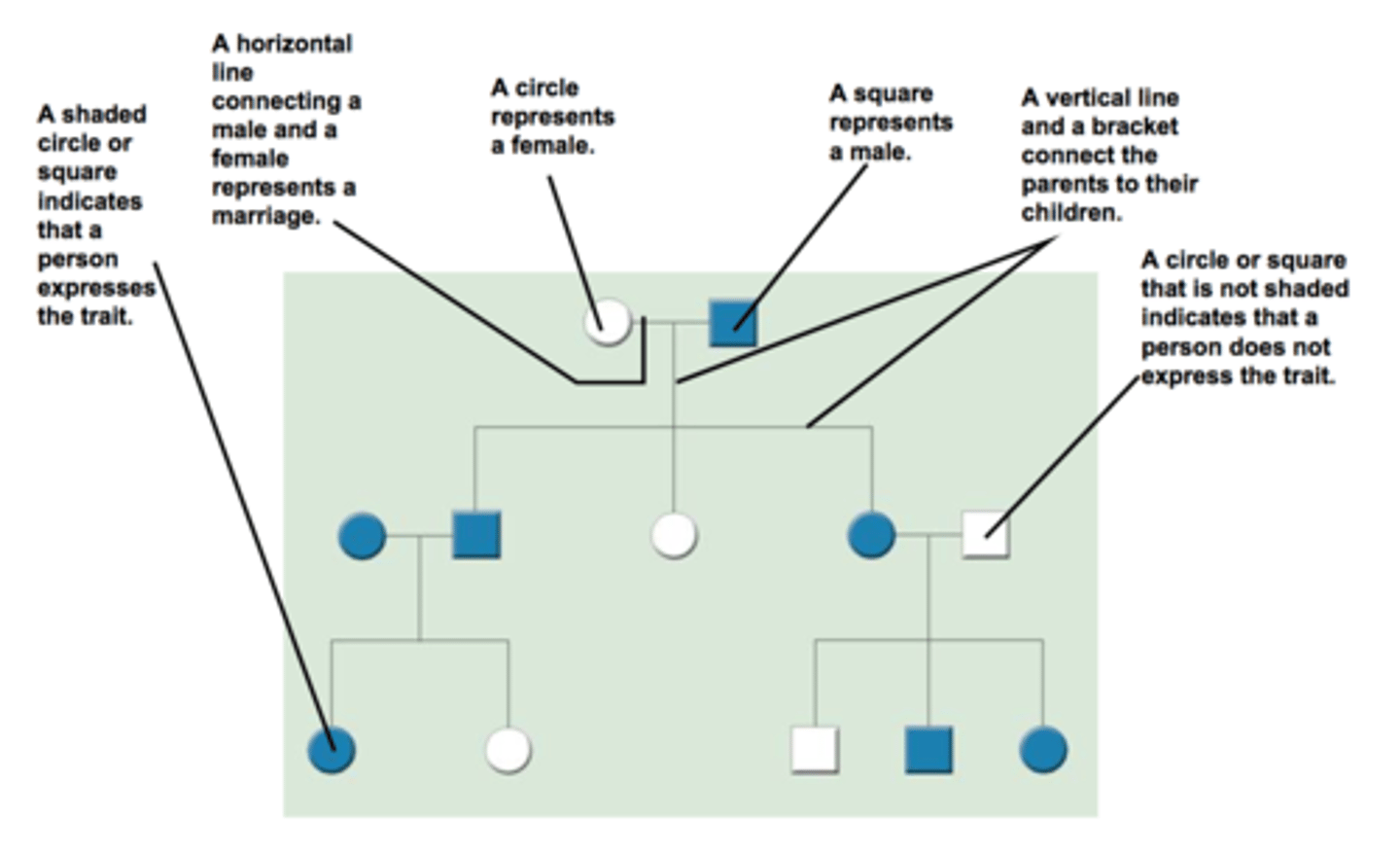 <p>A chart used to analyze pattern of inheritance that shows relationship in a family</p>