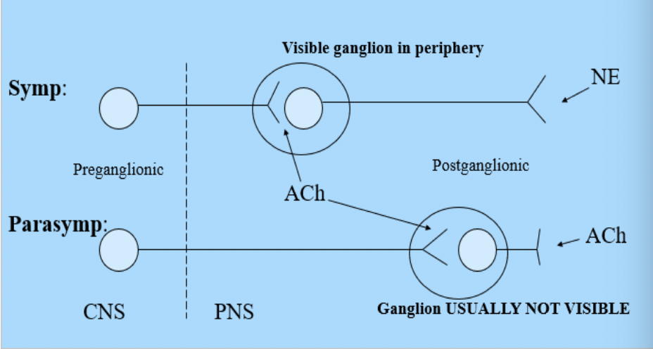 <p><span>Statement In both the PsNS and SNS, the cell bodies of the preganglionic neurons are located in the _____. These cells send their axons out to communicate with the cell bodies of </span>_____<span>. The axons of the preganglionic neurons of the </span>_____ <span>are typically short compared to the longer </span>_____<span> preganlionic axons. The PSNS has outflow from cranial nerves </span>_____<span> as well as from sacral portions of the spinal cord.</span></p>